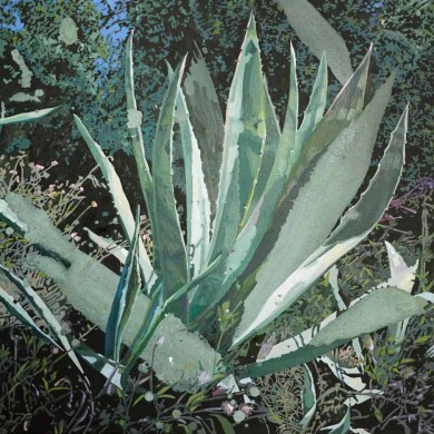 Agave, 60x60, 2021