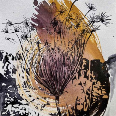 Wilde Möhre, 24x32, 2023
